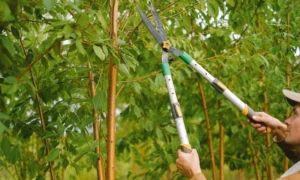 The Benefits of Pruning Trees Around Your Home