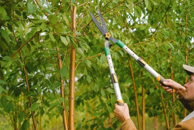 pruning trees around your home
