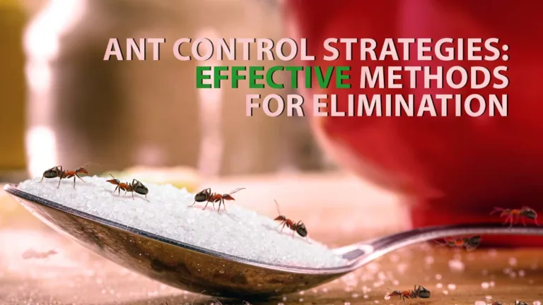 Ant Control Strategies- Effective Methods for Elimination