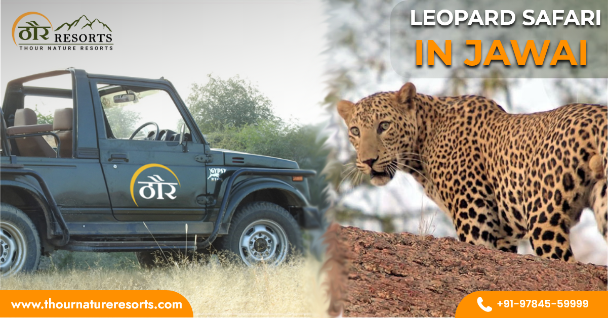 leopard safari provider in Jawai Bandh
