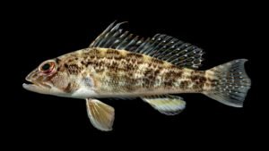 White Seabass Fish